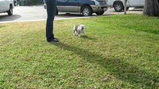 rissa front movement.AVI