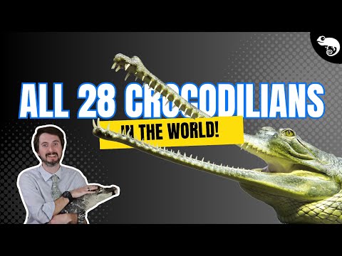 Video: Care alt nume pentru gharial?