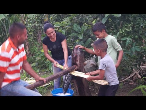 Obtener Jugo de Caña de Azúcar con el Choco Choco de una forma ancestral -  YouTube