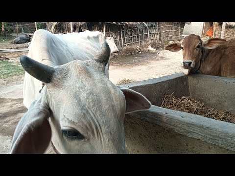 Gau Mata is live आओ गौ माता का दर्शन कर कर आज का नया दिन शुरू करते हैं ❤️🙏🐄