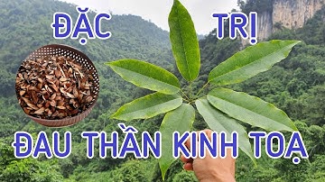 Cây thuốc quý cho cô bác bị đau thần kinh tọa, thoái hóa xương khớp cực kì tốt