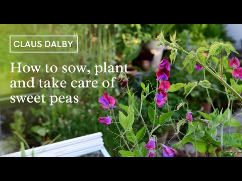 Video: Zoete erwten: foto, planten en verzorgen