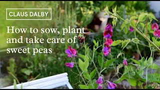 How to sow, plant and take care of sweet peas