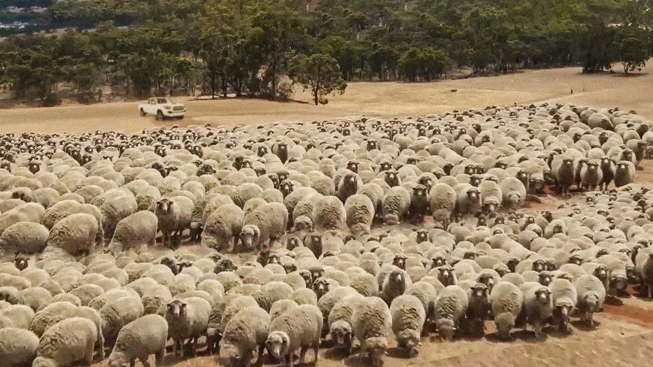 How Do Australian Ranchers Raise 40,1 Millions Of SHEEP - Livestock ...
