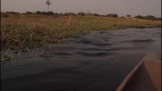 Crocodile attack