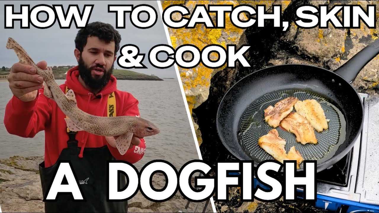 Как поймать, очистить и приготовить акулу-собаку