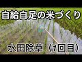 【米づくり 9】水田除草（1回目）