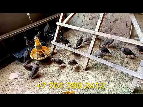 Кеклик в Алматы
