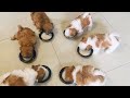 Lulu’s Story| Feeding 2 month old Shih Tzu puppies|