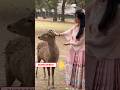 Deer in nara park  youtube mini vlog  nara park shorts narapark deer