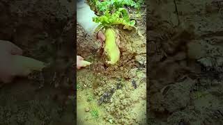 a simple smart tool that is suitable for prying all kinds of vegetable plants #shorts