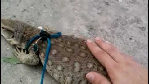 Savannah monitor takes a walk Part 1
