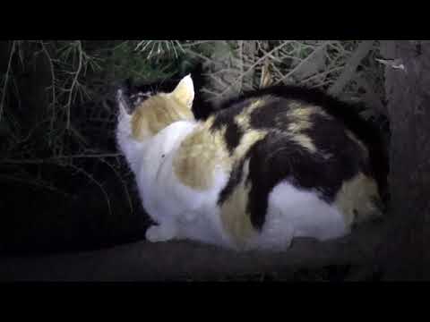 소나무가지 위에서  즐거운 시간을 보내는 삼색이 고양이..a tricolored <strong>cat</strong> <strong>having</strong> a good time on a pine branch...Jeonju ..全州市.