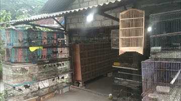 Ribuan burung kicau di obral murah meriah