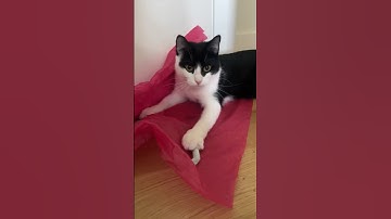 🐱 CUTE My playful tuxedo cat kitten 🐱