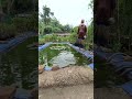 পলি হাউজ পদ্ধতিতে মাছ চাষ #fish #house #shorts