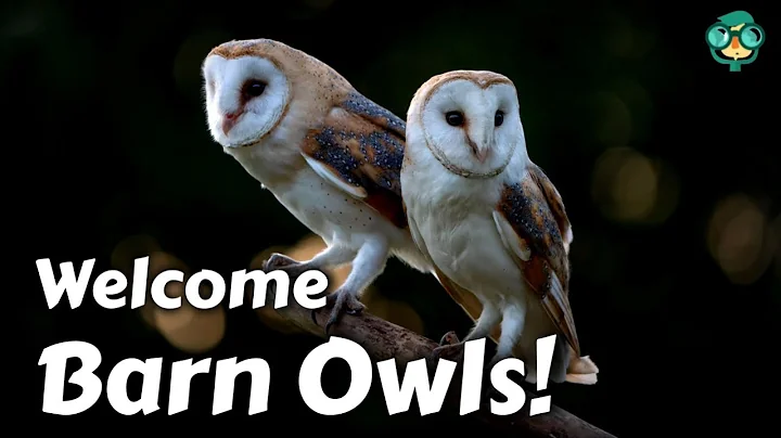 How to Attract Barn Owls | Attracting Cute Barn Owls | Barn Owl Tyto Alba | Amazing Barn Owl Facts!!
