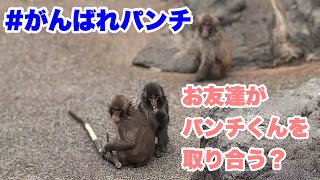 パンチくんのお友達が、パンチくんを取り合う？（Are Punch-kun's friends fighting over him?）　2026.03.13午後　市川市動植物園