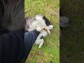 POV: You came for one pet… and stayed for the therapy #bordercollie #bordercollies #cutedog #dog