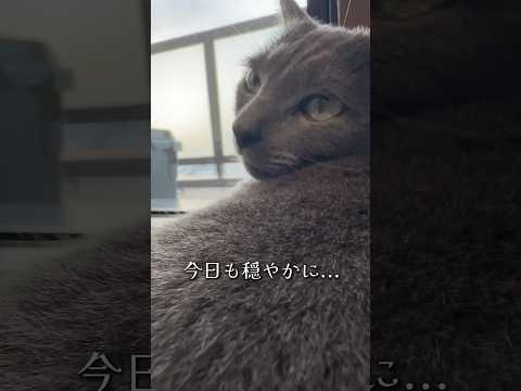 【ロシアンブルー】今朝のおねだりめろんです🤗セミの声すごい😂【猫】#shorts