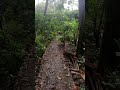 Mini Jungle 🌲🌿💚🌿🍃