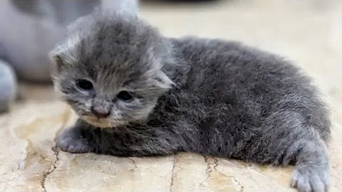 Watch the video about Aww this Cute Grey Persian Baby Kitten trying to Walk 😍😘