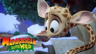 Melman Helps Out Madagascar A Little Wild