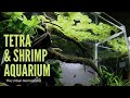 Tetra and Shrimp Aquarium