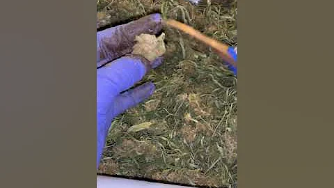 Trimming Hemp Buds ASMR