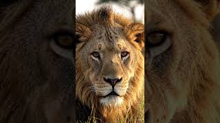 😱🫨😳Lion 🦁#viral❤️‍🔥 #shortvideo #trendingnow #trendingpost #trendingshorts #viralvideo #photography