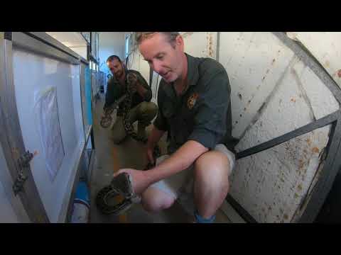 Scrub Python - Reptile Kingdom Australia