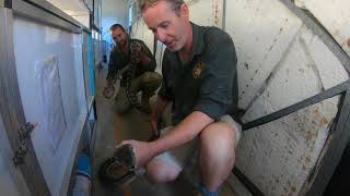 Scrub Python - Reptile Kingdom Australia