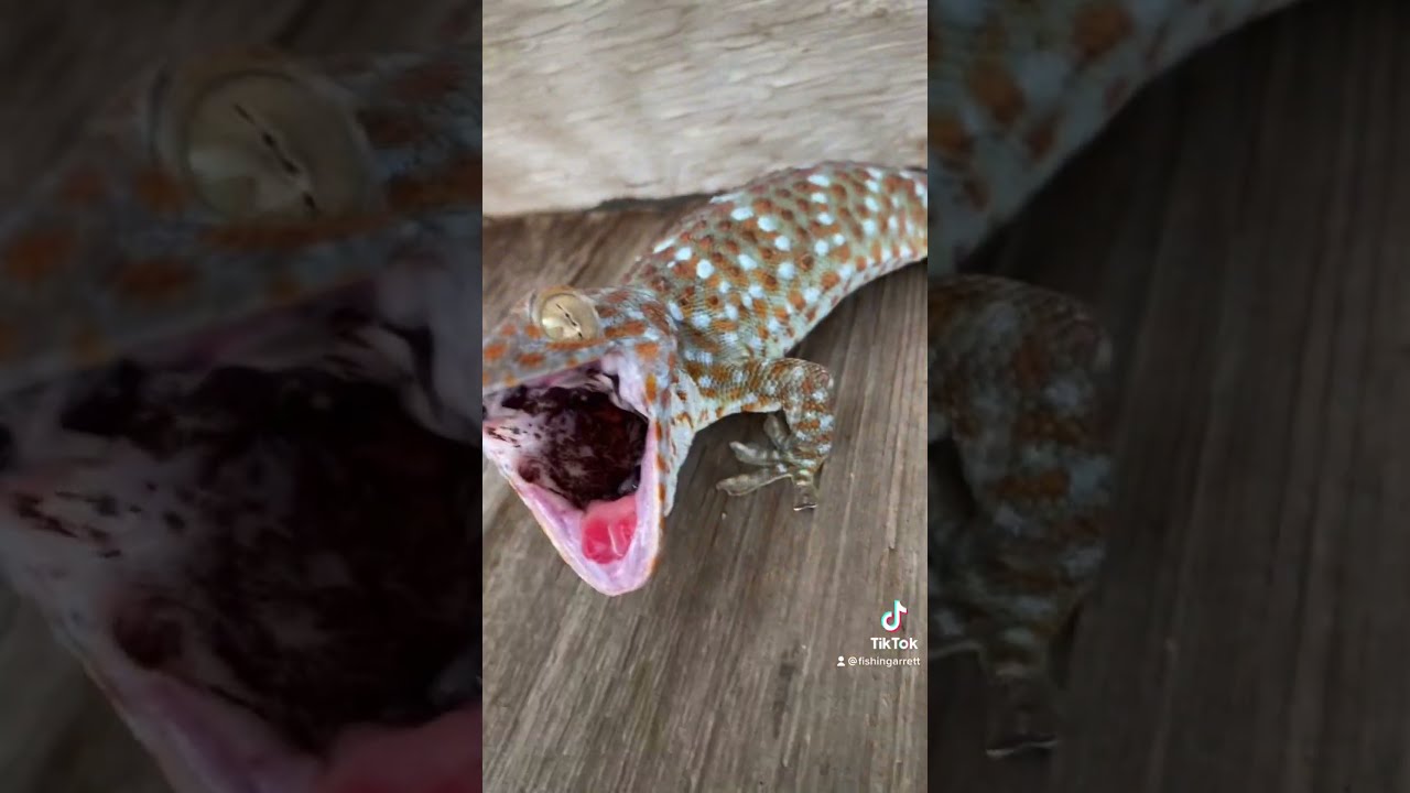 Little bark big bite! #cute#florida#gecko#viral#shorts