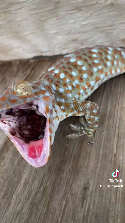 Little bark big bite! #cute#florida#gecko#viral#shorts