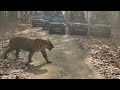 Neela nala tiger sighting  kanha national park  mukki zone  25 april 2022