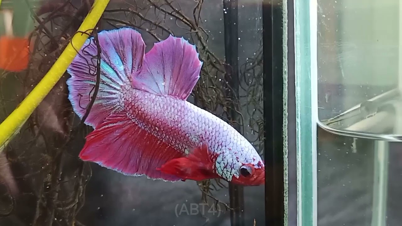 Amber Betta Thailand ep8 update(ABT4)