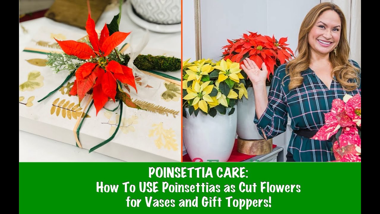 POINSETTIA CARE New Varieties! How To USE Poinsettias as