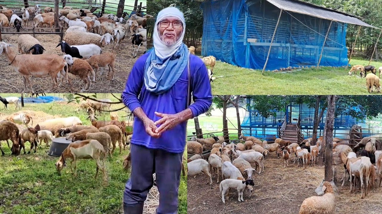 ลุงเลี้ยงแกะมา6ปี ดีกว่าทำอย่างอื่น มีรายได้เข้าตลอด