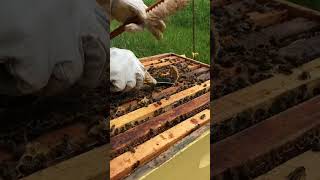 Removing bur comb #homesteader #beekeeper #beekeeping
