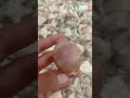 dapet banyak rumah siput #shorts #seashells