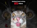Ranking Funny Looking CATS Videos. #funny #cats #catshorts #shortsfeed #shorts #naturebutweird