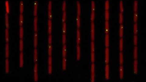 Visualization of mutations in growing E.Coli