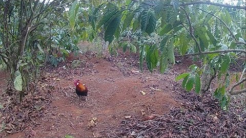 Bẫy gà rừng mới nhất 12/2/ 2023,bán gà mồi .bán gà rừng