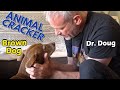 BROWN DOG gets CHIROPRACTIC ADJUSTMENT (3RD SESSION!)