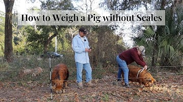HOW TO WEIGH A PIG WITHOUT A SCALE. And Chickens With Ear Infections.