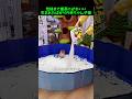 こんなにかわいい猫が存在するなんて