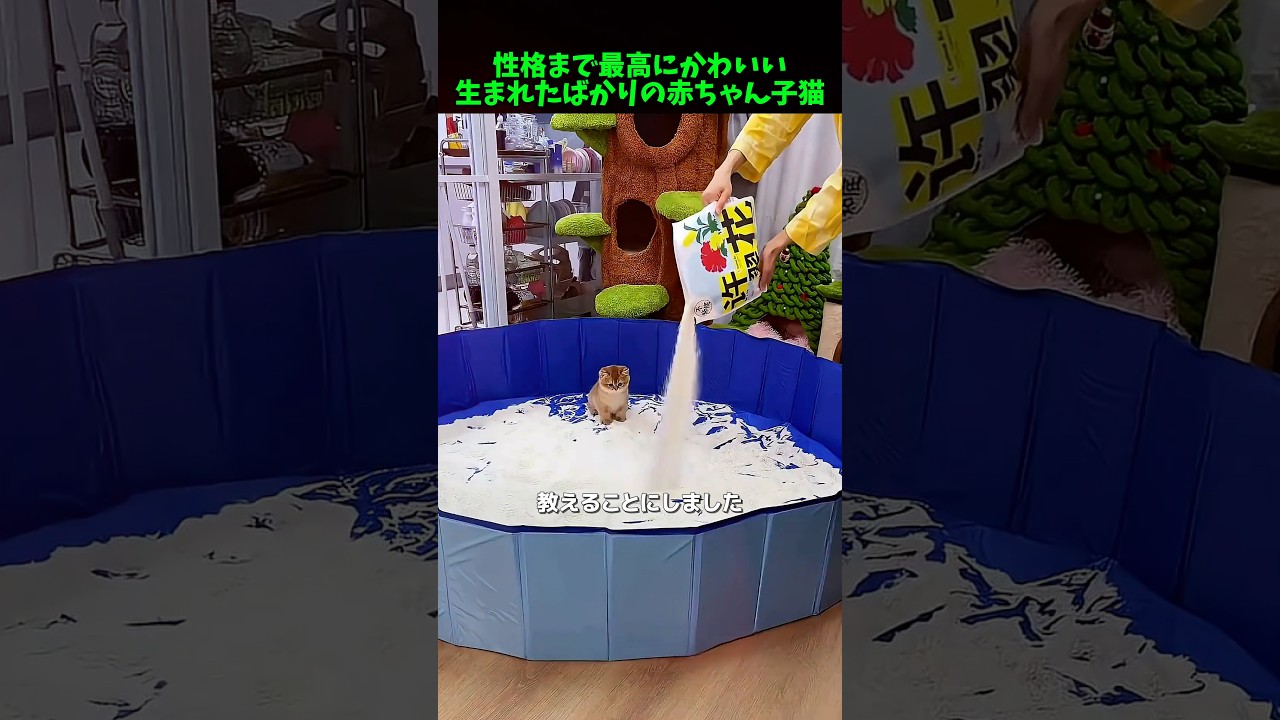 こんなにかわいい猫が存在するなんて