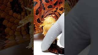 ODDLY SATISFYING Tegu Peel ASMR! Wait for the POP! 🤯