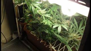 Stealth PC grow box Barney Photo journal of a Barney