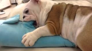 英國鬥牛犬 English Bulldog 20141205【婠婠WanWan:167D & 鐵男Fe:83D】